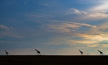 7 Days Best of Northern Tanzania
