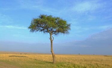 6 Days Budget Northern Circuit Safari