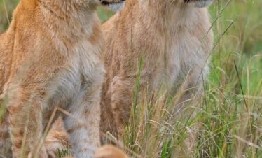 4 Days Budget Tanzania Safari